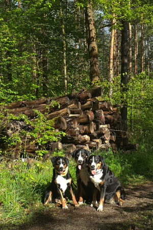 Maispaziergang