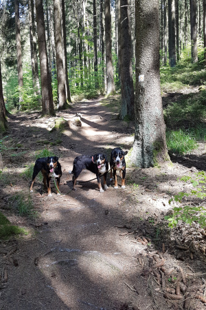 auf geht´s bergan