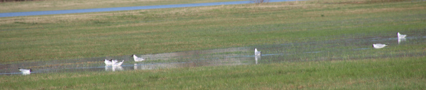 Möwen im Hochwasser