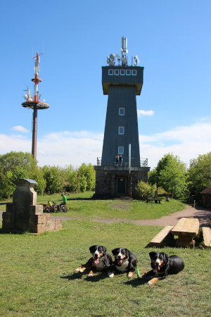 Der Turm am Pleß im Hintergrund