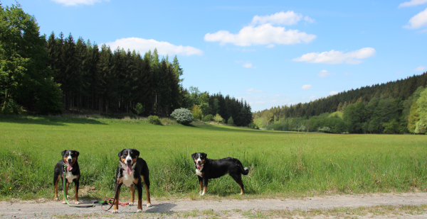 Polsambachtal