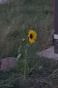Sonnenblume