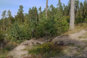 Sonnenblümchen
