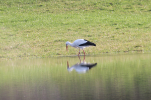 Storch März 2020