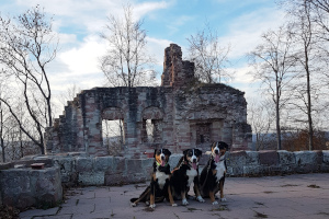 Ruine Krayenburg