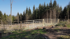 Wald neu