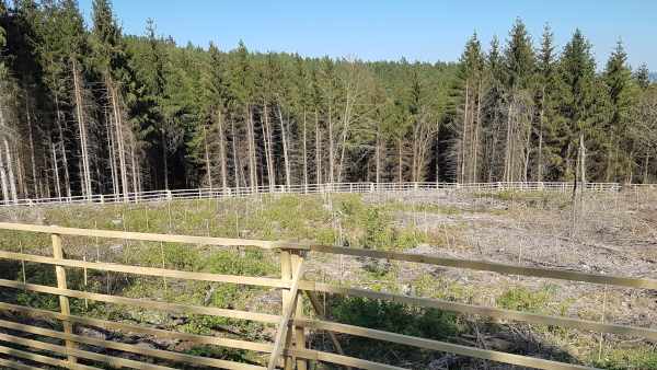 Wald neu angepflanzt