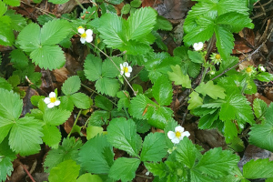 Walderdbeeren