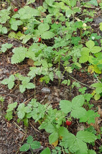 Walderdbeeren