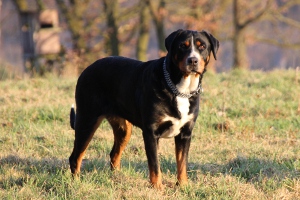 Große Schweizer Sennenhunde vom Försterrain