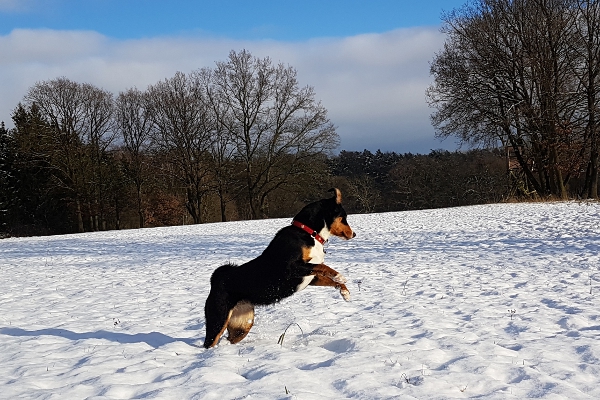 Appenzeller Sennenhunde lieben den Schnee