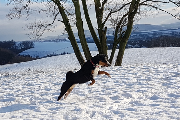 Appenzeller Sennenhunde lieben den Schnee