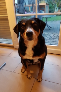 Försterrainfamilie
