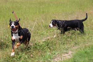 Große Schweizer Sennenhunde vom Försterrain