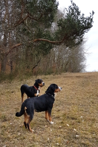 Cara und Fjella beim Geburtstagsspaziergang