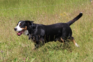Große Schweizer Sennenhunde vom Försterrain