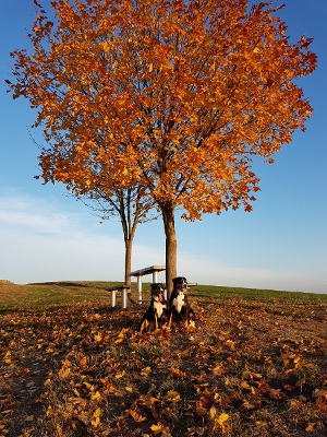 Goldener November 2018