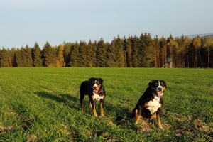 Goldener November 2018