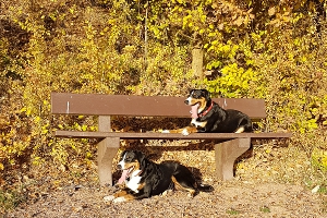 Goldener November 2018