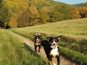 Goldener November 2018