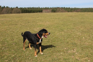 Fjella auf der Wiese