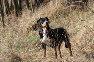 Fjella im Wald