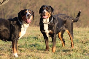 Große Schweizer Sennenhunde vom Försterrain