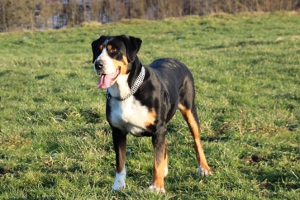 Große Schweizer Sennenhunde vom Försterrain