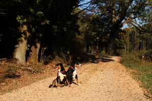Goldener Oktober 2018