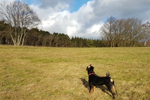 Sennenhunde im Januar