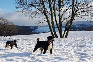Appenzeller Sennenhunde lieben den Schnee