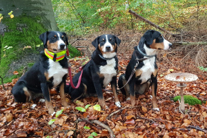 Appenzeller Pilzsuchhunde