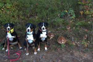 1 a Pilzspürhunde