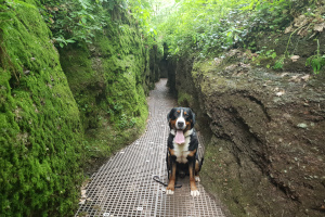 Arvo auf Wanderung um die Wartburg