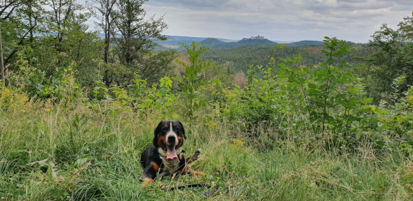 Arvo auf Wanderung um die Wartburg