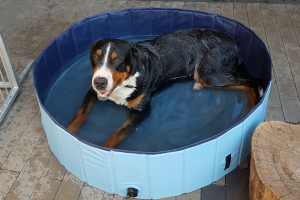 Arvo im Pool