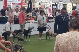 Ellie Ehrenring Veteran GWS 2019