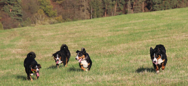 Appenzellerfamilie