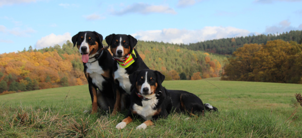 Die Appenzellergang am Rahberg