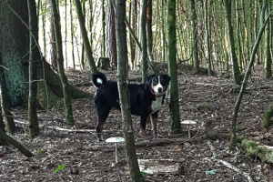 Pilze 2019