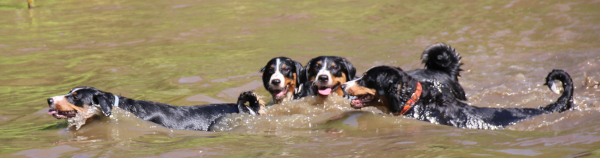 schwimmendes Quartett