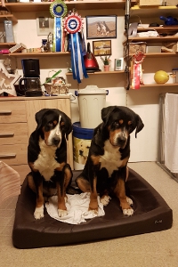 Cara und Fjella vom Försterrain