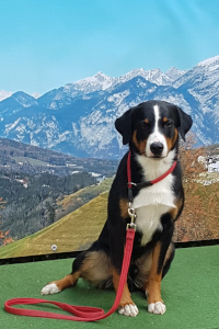 Apolda 2019