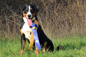 CACIB Chemnitz 2019