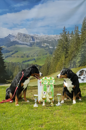 Appenzeller vom Försterrain in Oberhaussen