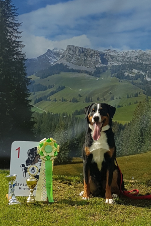Appenzeller Welpe vom Försterrain