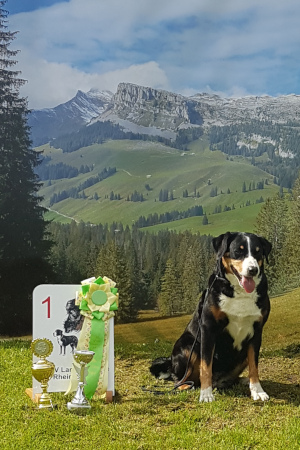 Appenzeller Welpe vom Försterrain