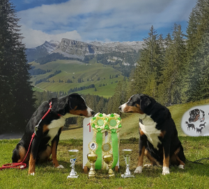 Appenzeller Welpe vom Försterrain