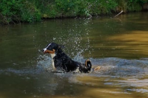 Jero schwimmt