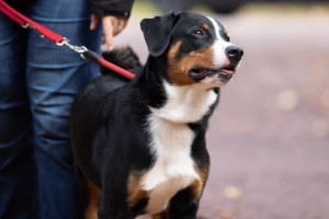 Sennenhundewanderung